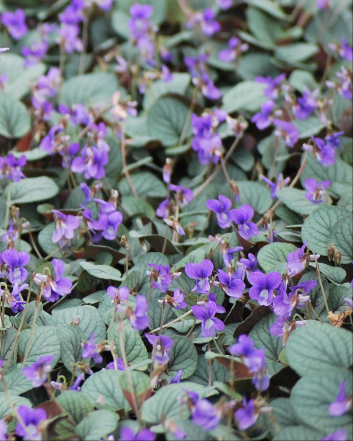 Viola walteri 'Silver Gem' (Prostrate Blue Violet)
