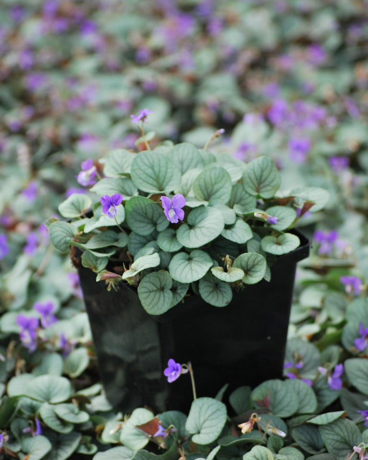 Viola walteri 'Silver Gem' (Prostrate Blue Violet)