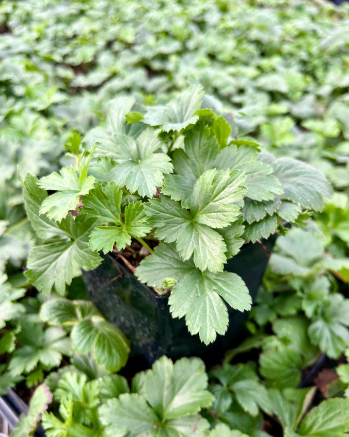 Waldsteinia ternata (Siberian Barren Strawberry)