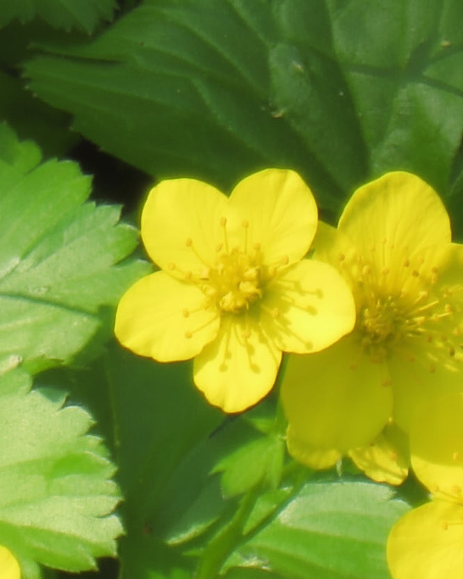 Waldsteinia ternata (Siberian Barren Strawberry)