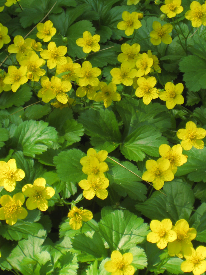 Waldsteinia ternata (Siberian Barren Strawberry)