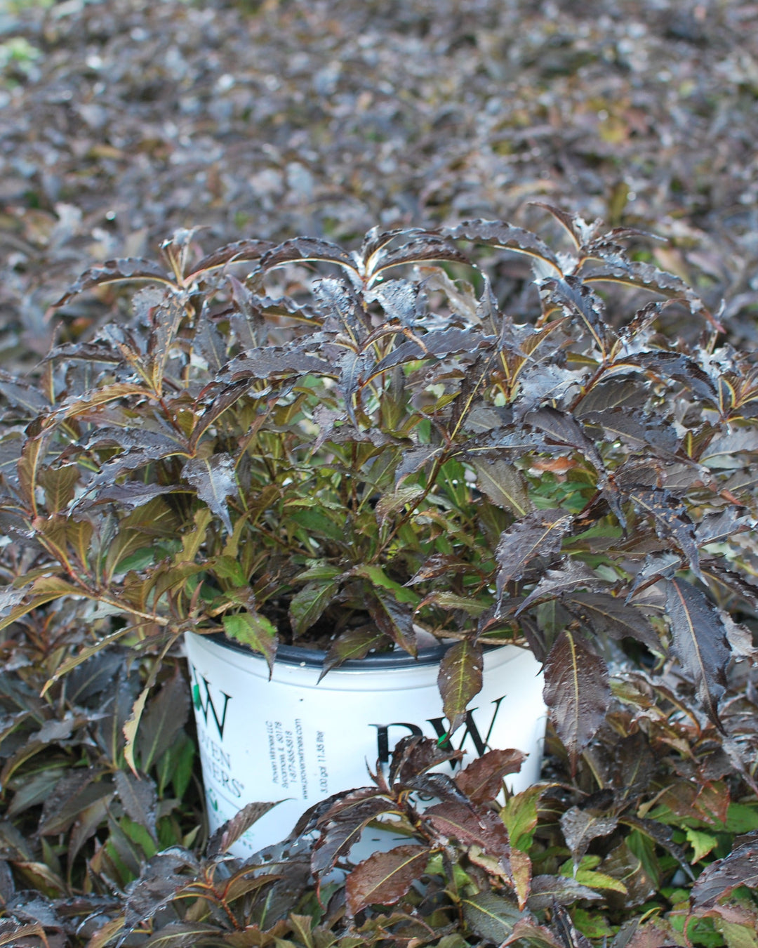 Weigela florida 'Spilled Wine'® (Weigela)