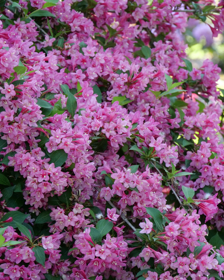 Weigela f. Sonic Bloom® Pink (Reblooming Weigela)