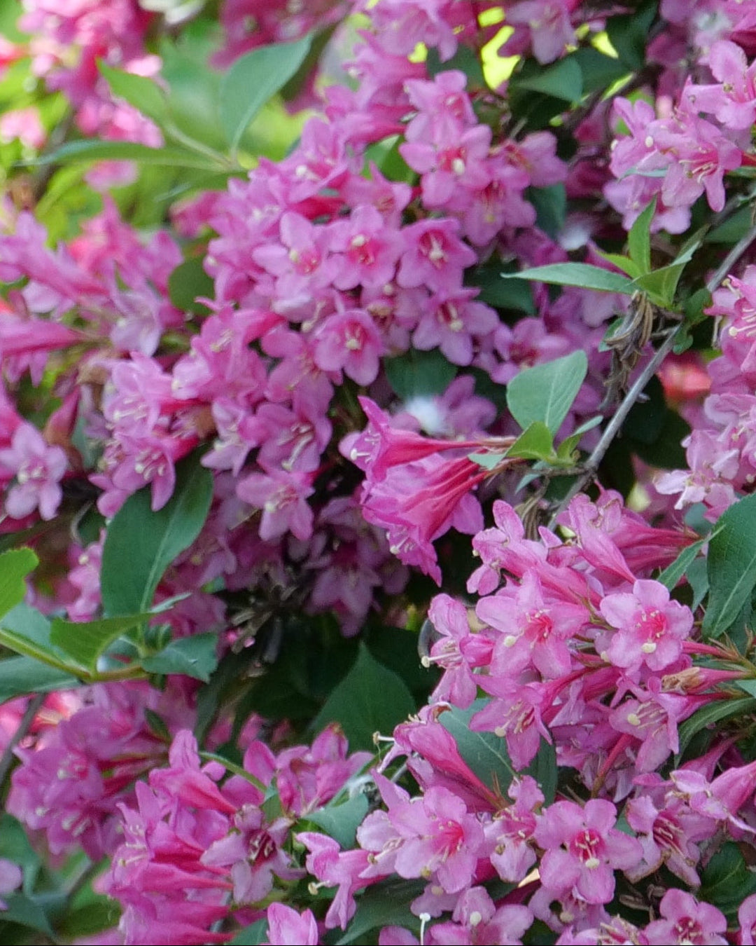 Weigela f. Sonic Bloom® Pink (Reblooming Weigela)