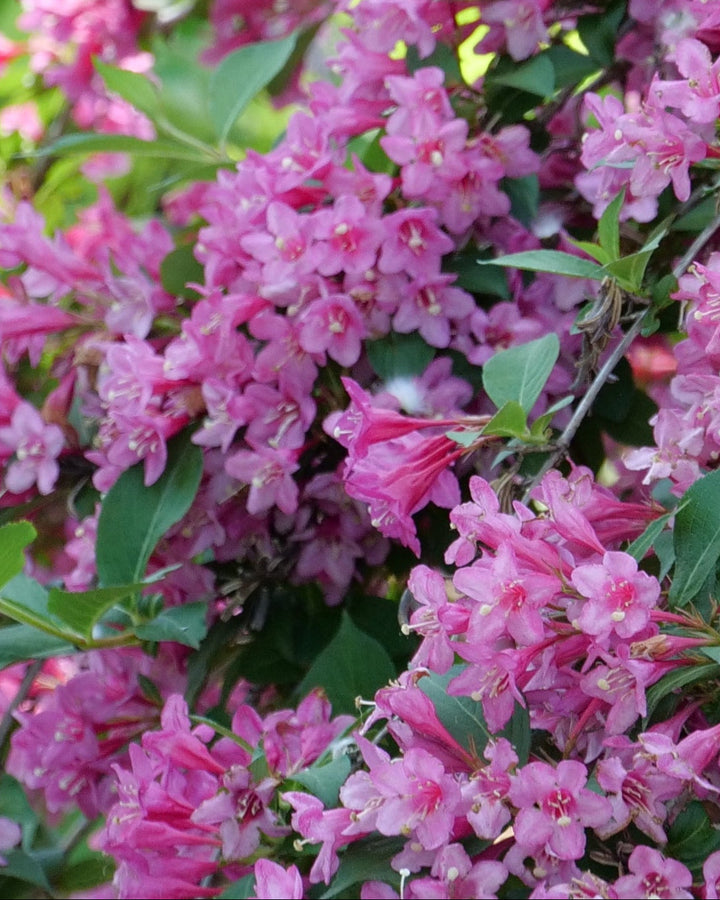 Weigela f. Sonic Bloom® Pink (Reblooming Weigela)