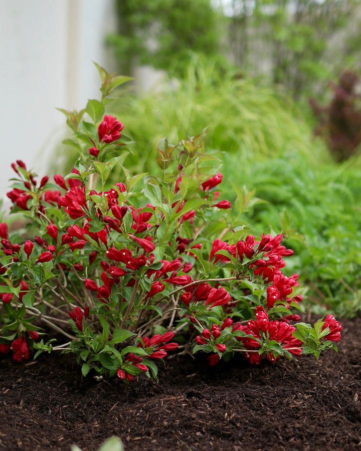 Weigela f. Sonic Bloom® Red (Reblooming Weigela)