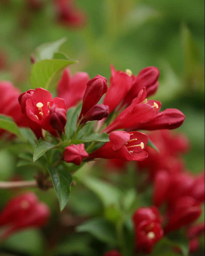 Weigela f. Sonic Bloom® Red (Reblooming Weigela)
