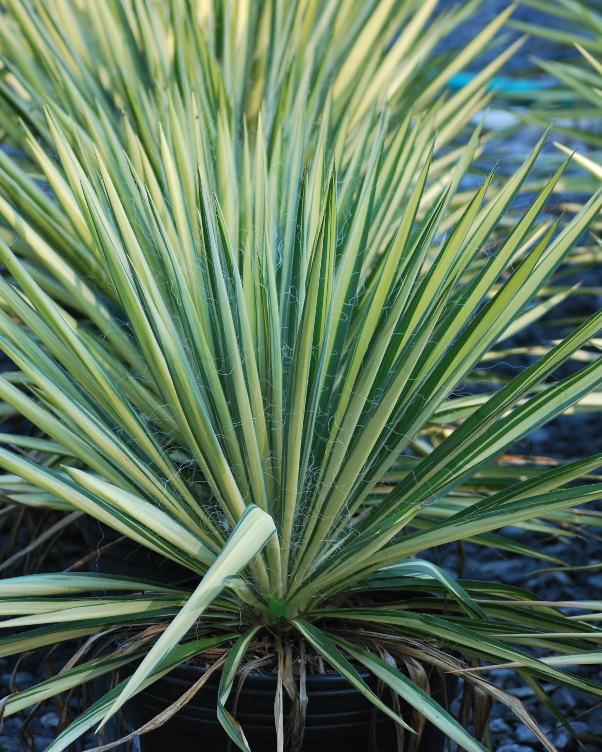 Yucca filamentosa 'Color Guard' (Variegated Adam's Needle
