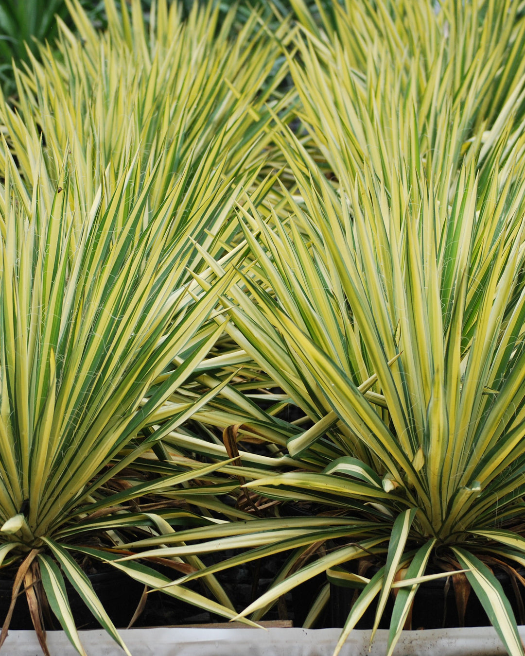 Yucca filamentosa 'Color Guard' (Variegated Adam's Needle)