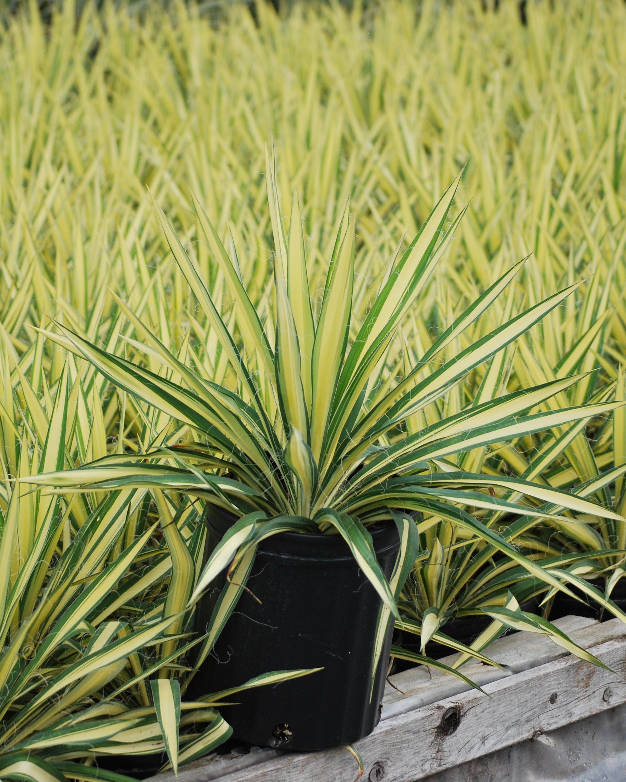 こたつ Yucca Yucca filamentosa 'Color Guard' (Variegated Adam's Needle