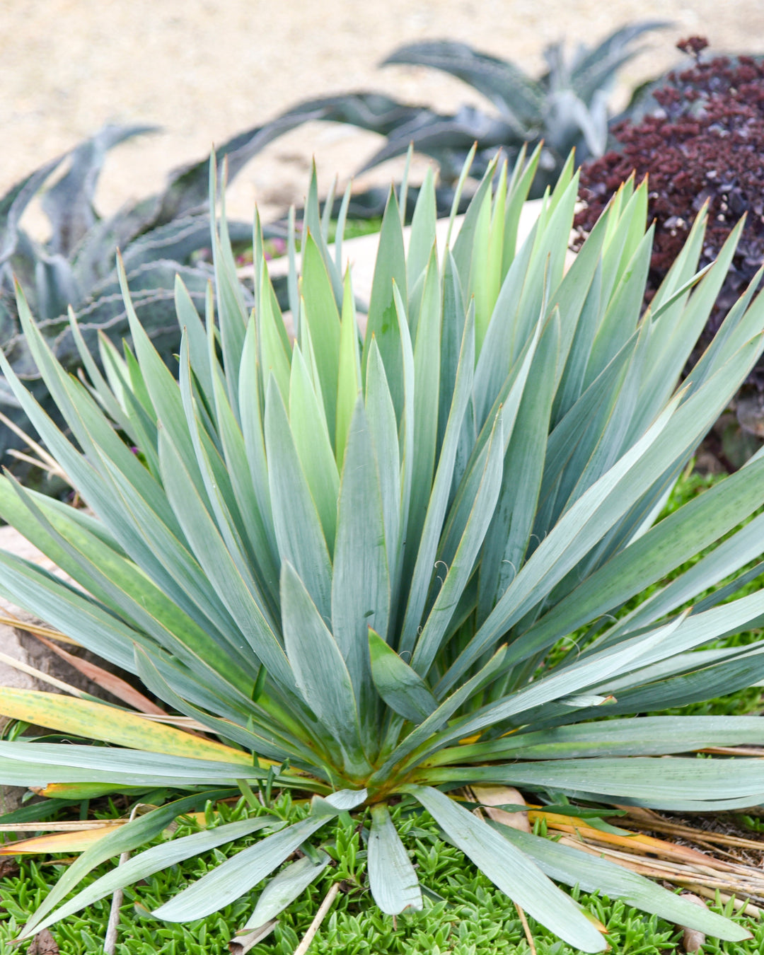 Yucca x 'Dragon Slayer' (Adam's Needle)