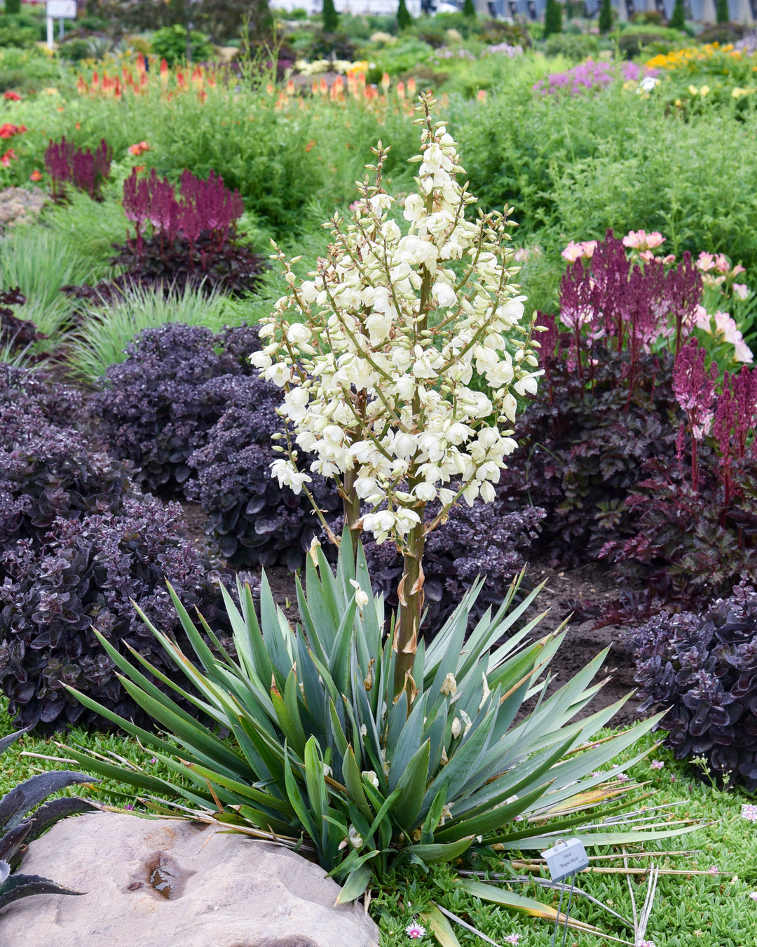 Yucca x 'Dragon Slayer' (Adam's Needle)