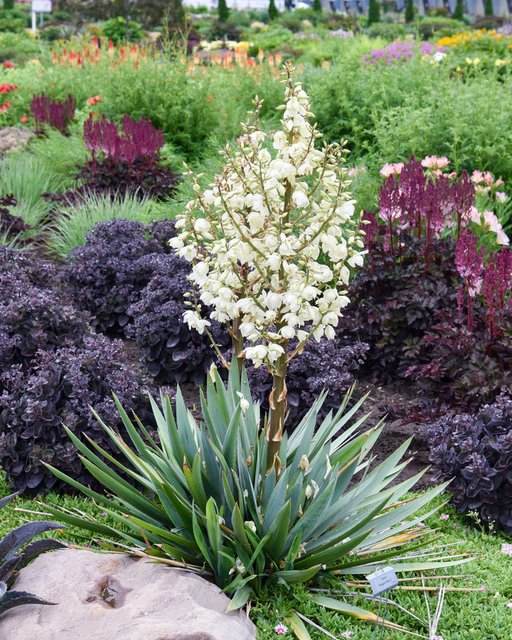 Yucca x 'Dragon Slayer' (Adam's Needle)