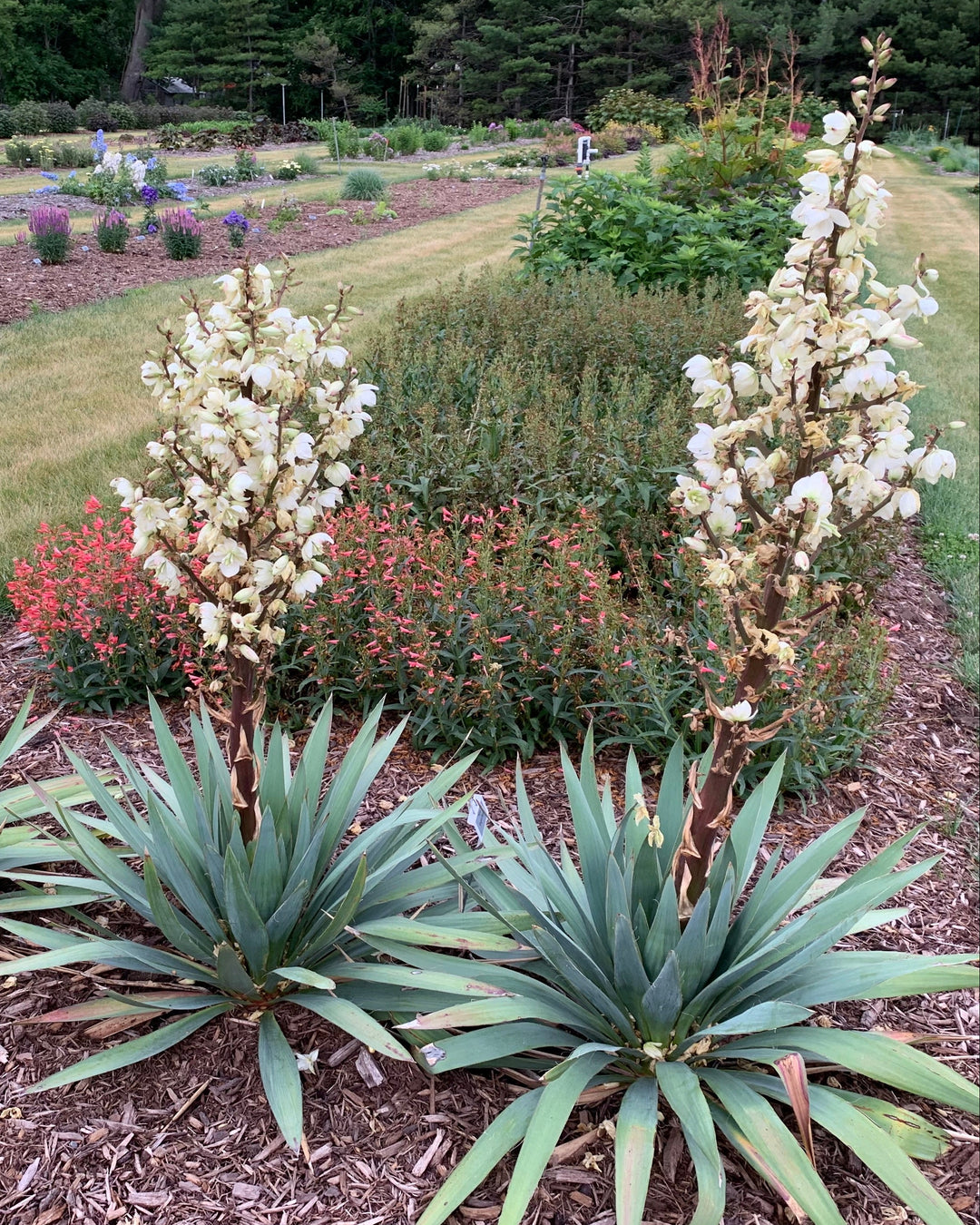 Yucca x 'Dragon Slayer' (Adam's Needle)