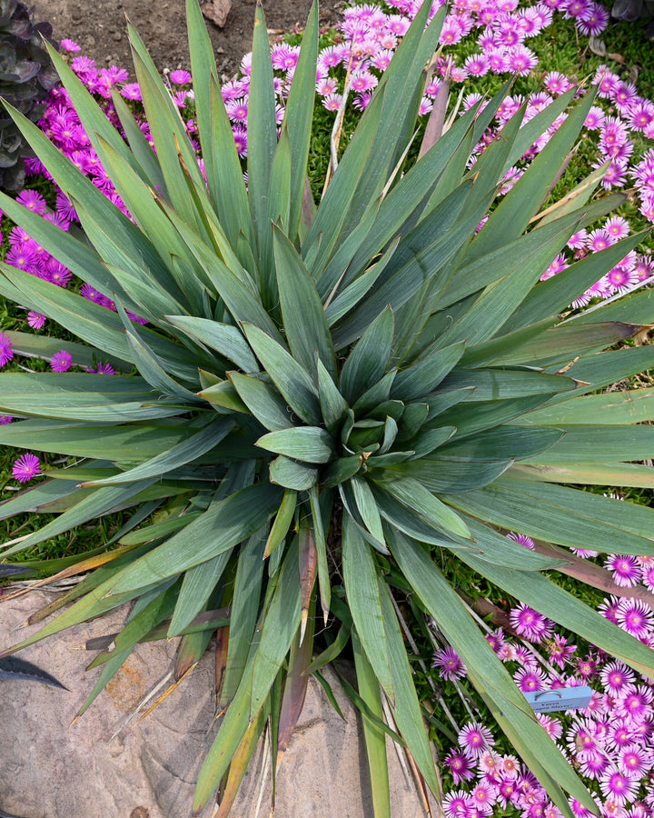 Yucca x 'Dragon Slayer' (Adam's Needle)