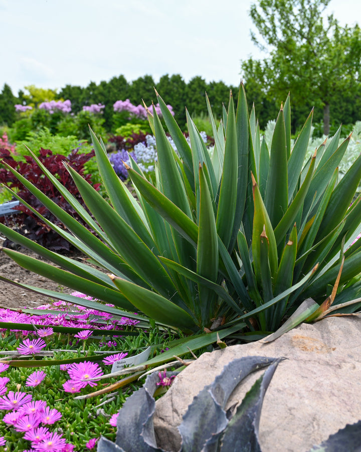 Yucca x 'Dragon Slayer' (Adam's Needle)