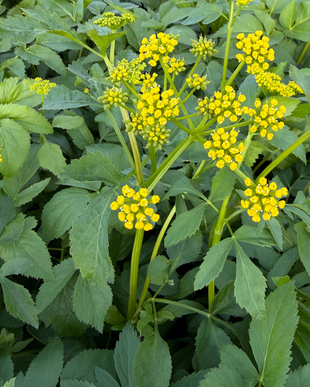 Zizia aurea (Golden Alexander)