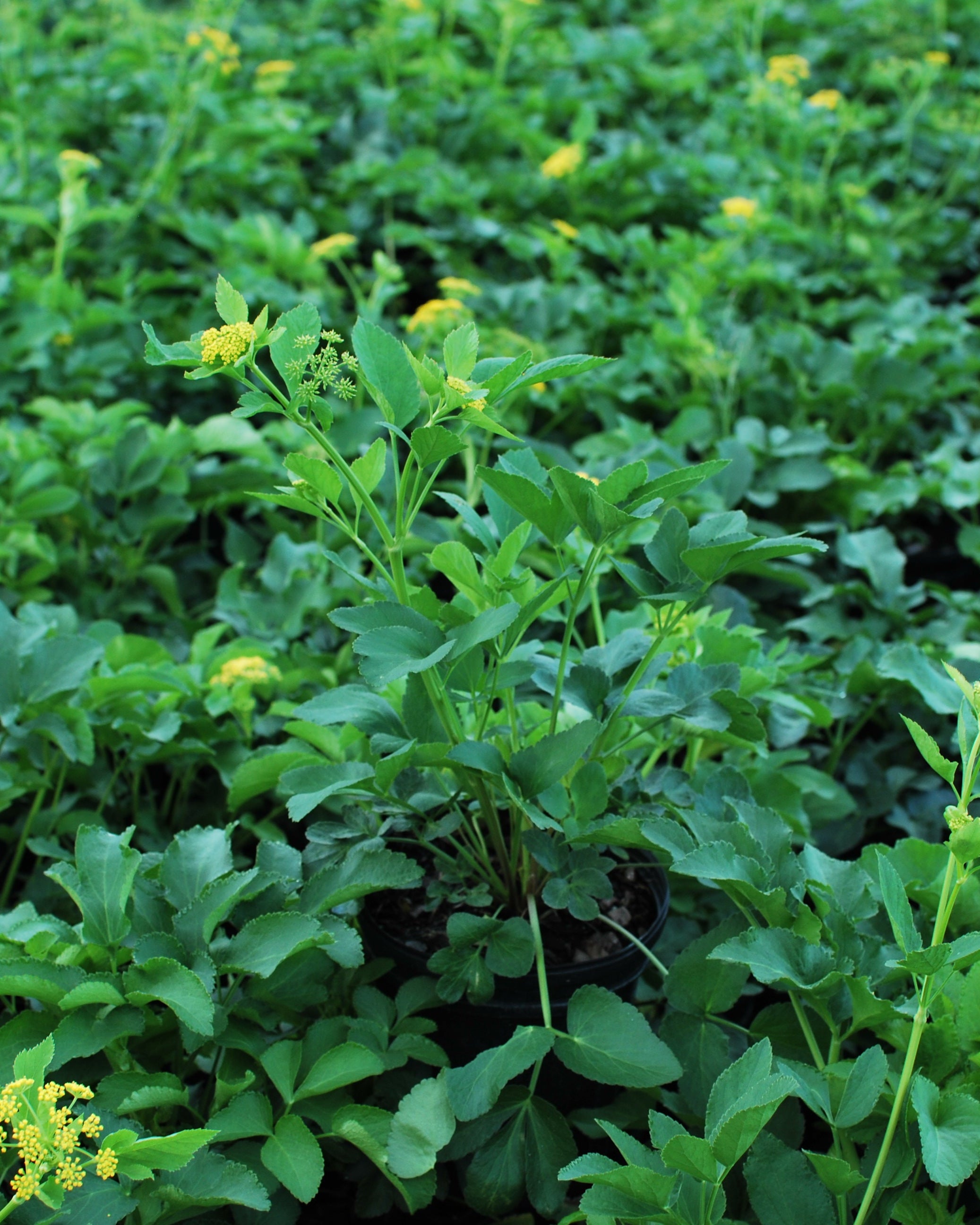 Zizia aurea (Golden Alexander) – Perennial Farm Marketplace