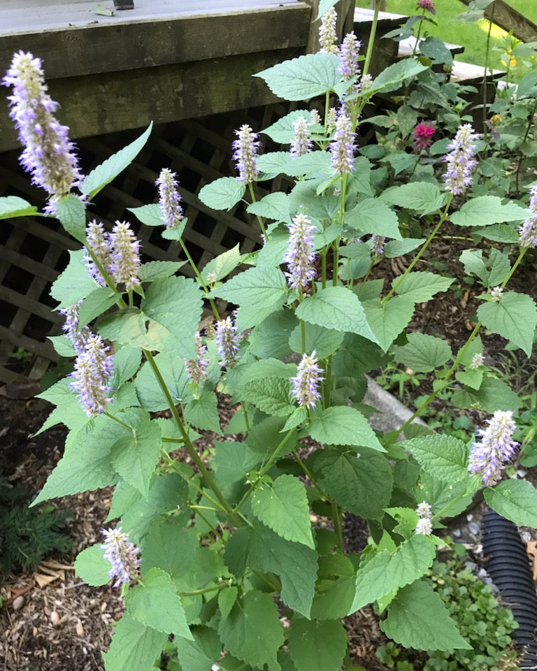 Agastache foeniculum (Giant Hyssop)