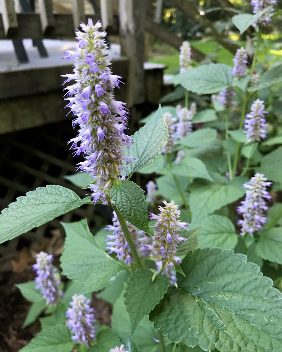 Agastache foeniculum (Giant Hyssop)