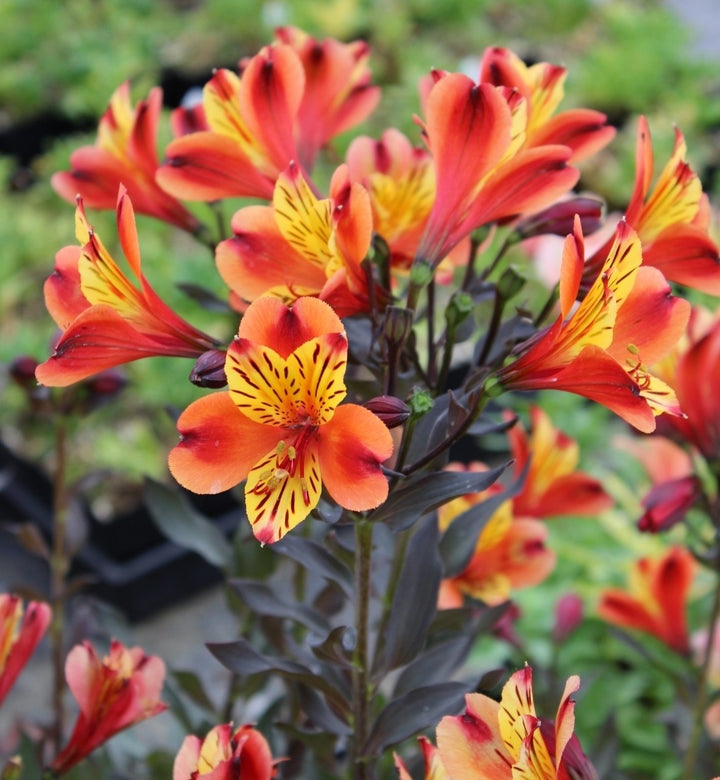 Alstroemeria 'Indian Summer' (Peruvian Lily)