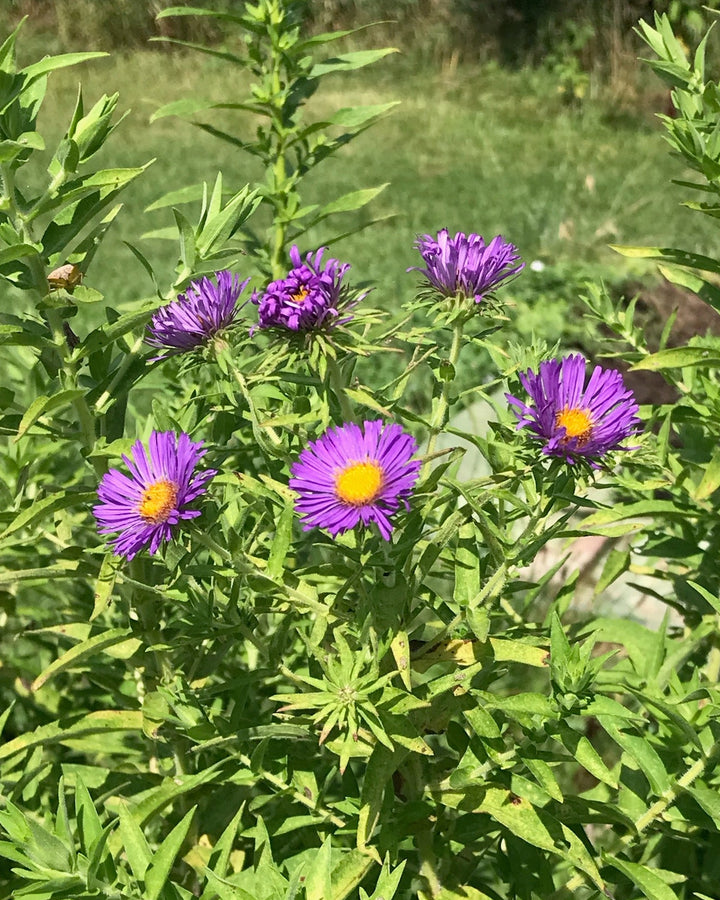 Aster novae-angliae syn. Symphyotrichum novae-angliae (New England Aster)