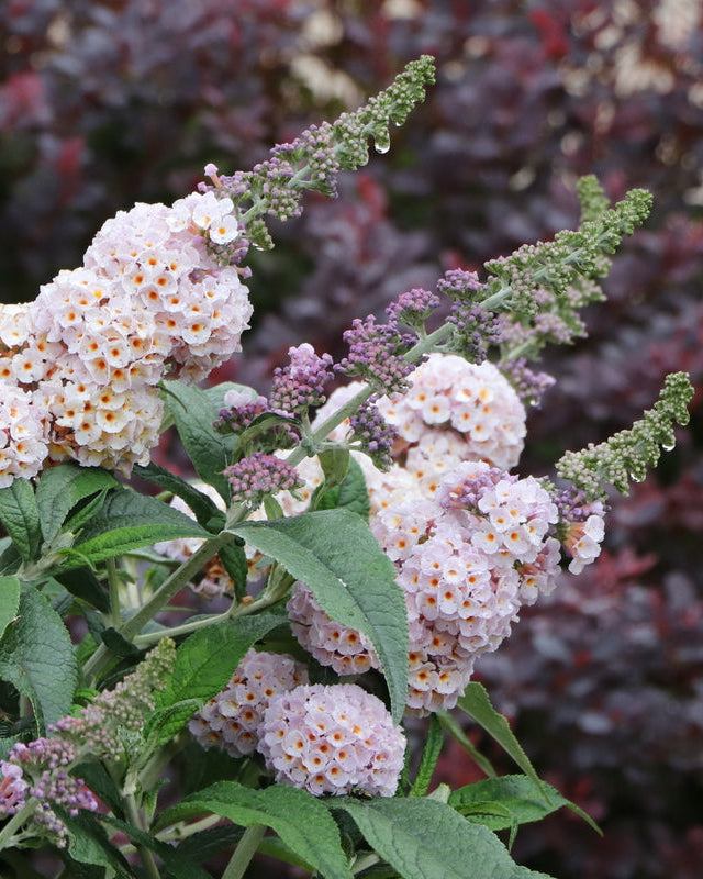 Buddleia Pugster Sorbet™ (Butterfly Bush)