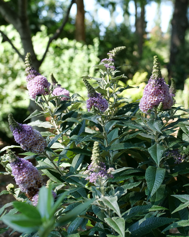 Buddleia Pugster Sorbet™ (Butterfly Bush)