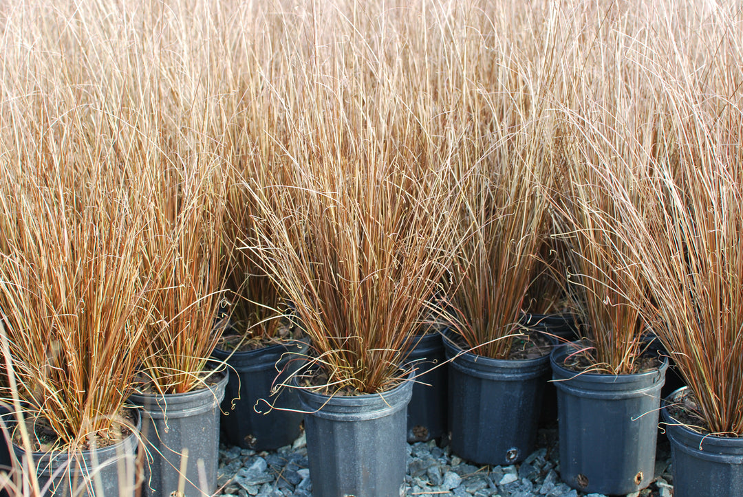Carex buchananii 'Red Rooster' (ColorGrass® Leather Leaf Sedge)