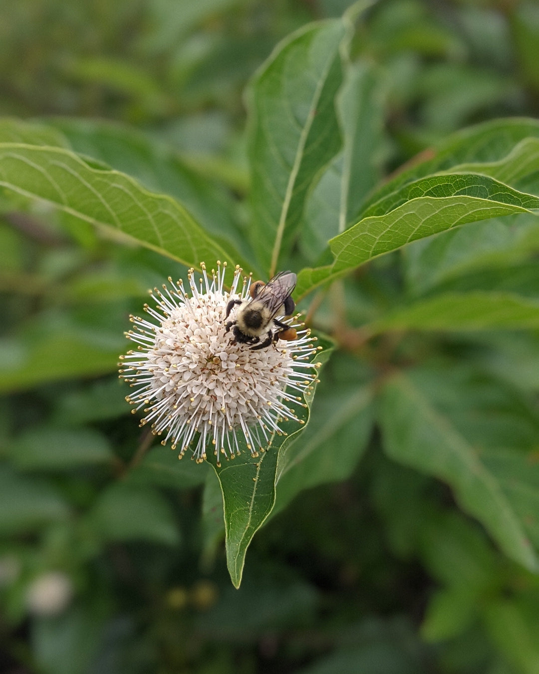 Cephalanthus occidentalis Magical® Moonlight (Buttonbush)