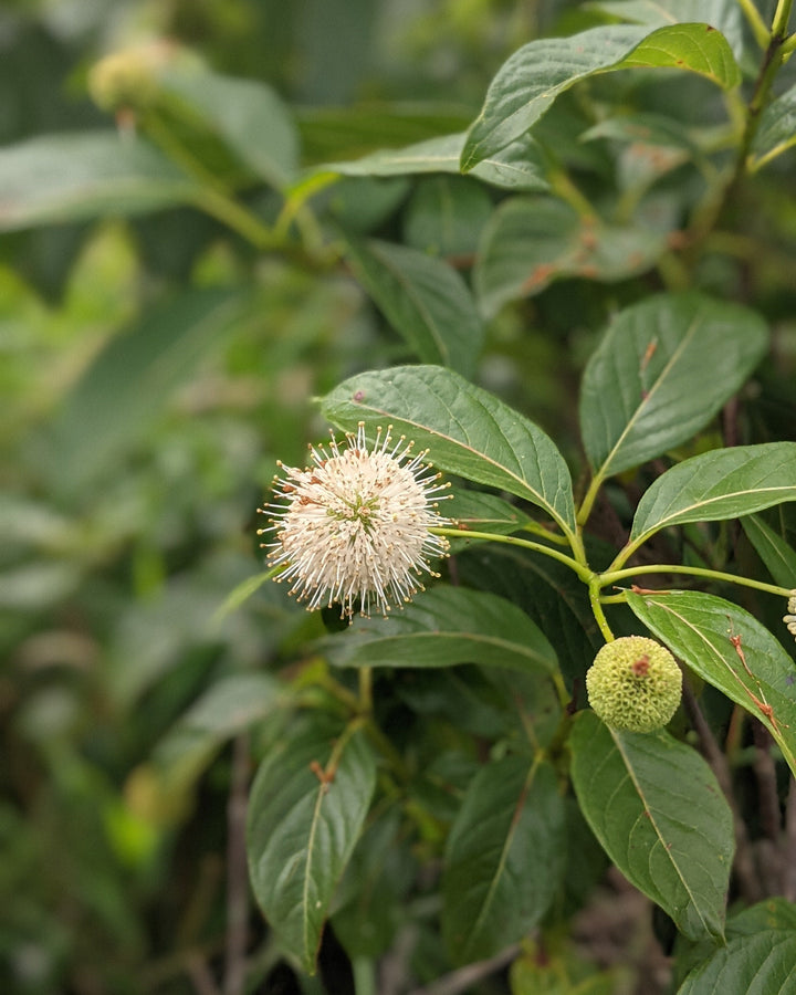 Cephalanthus occidentalis Magical® Moonlight (Buttonbush)