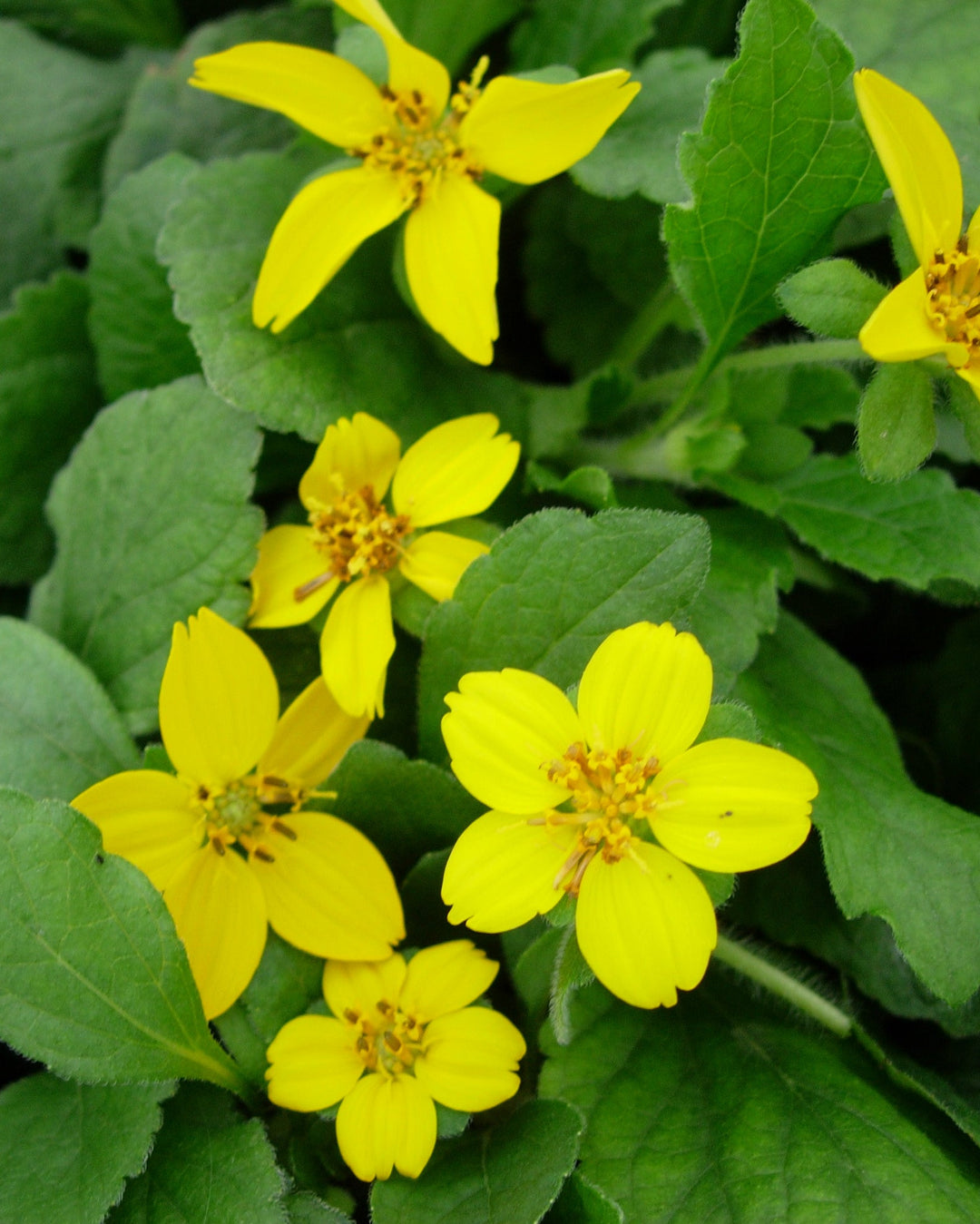 Chrysogonum virginianum ‘Allen Bush’ (Green and Gold)