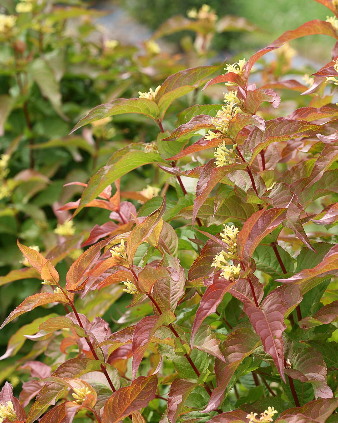 Diervilla Kodiak® Orange (Bush Honeysuckle)