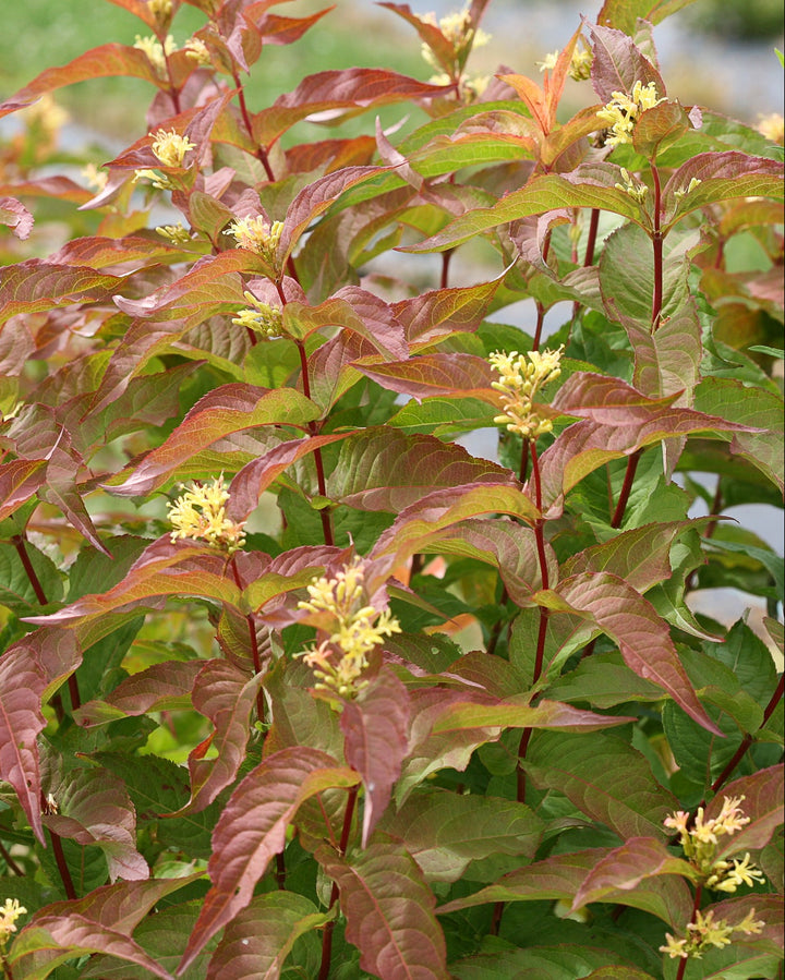 Diervilla Kodiak® Orange (Bush Honeysuckle)