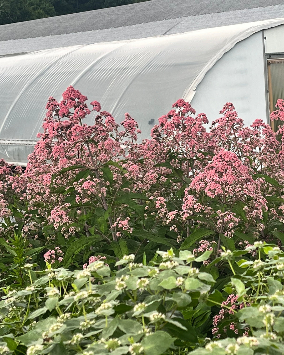 Eupatorium fistulosum ‘JoJo’ (Joe Pye Weed)