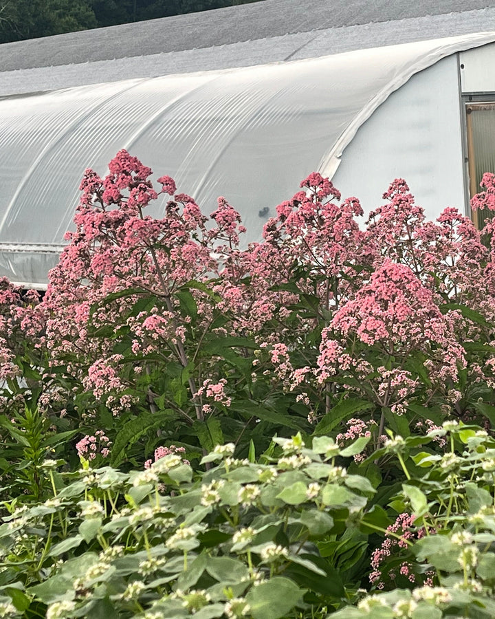 Eupatorium fistulosum ‘JoJo’ (Joe Pye Weed)