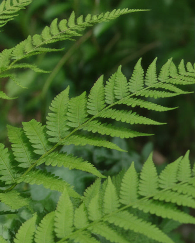 Osmunda cinnamomea (Cinnamon Fern)