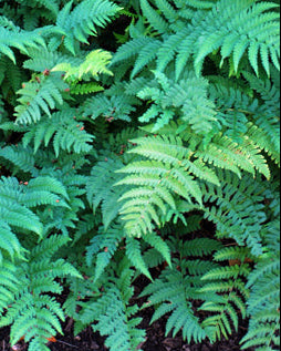Dryopteris marginalis (Evergreen Wood Fern)