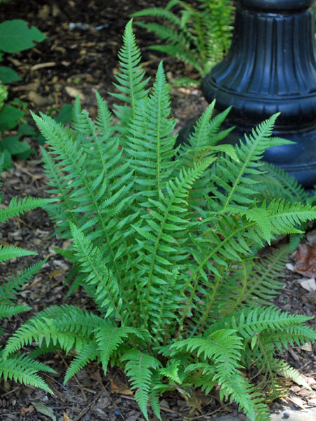 Thelypteris decursive-pinnata (Japanese Beech Fern)