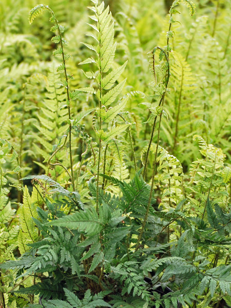 Polystichum tsus-simense (Korean Rock Fern)