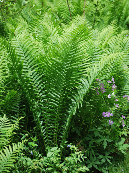 Matteuccia pensylvanica (Ostrich Fern)