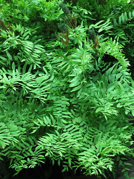 Osmunda regalis (Royal Fern)