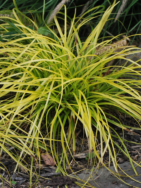 Carex oshimensis Evercolor® Everillo (Variegated Japanese Sedge)