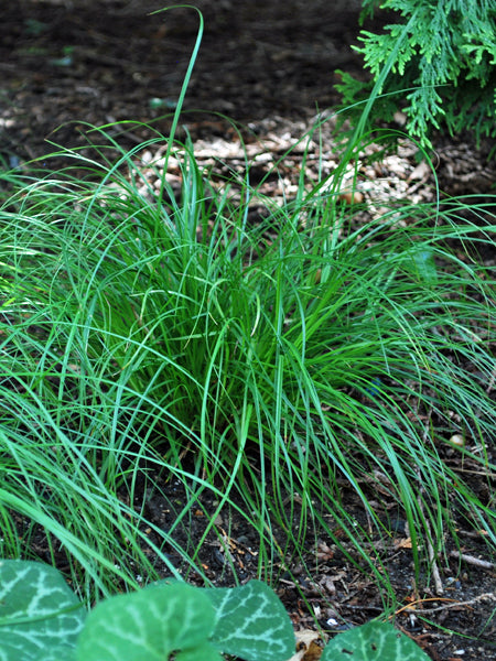 Carex pensylvanica (Pennsylvania Sedge)