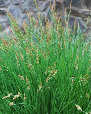 Carex stricta (Tussock Sedge)