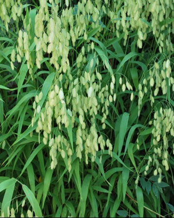 Chasmanthium latifolium (Northern Sea Oats)