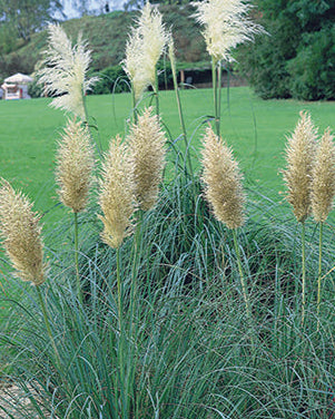 Cortaderia s. 'Pumila' (Dwarf Pampas Grass)