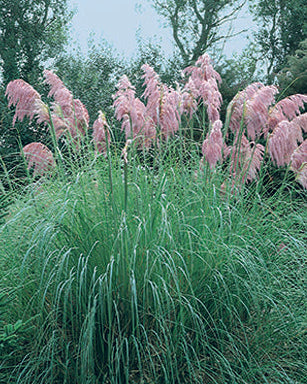 Cortaderia s. 'Rosea' (Pink Pampas Grass)