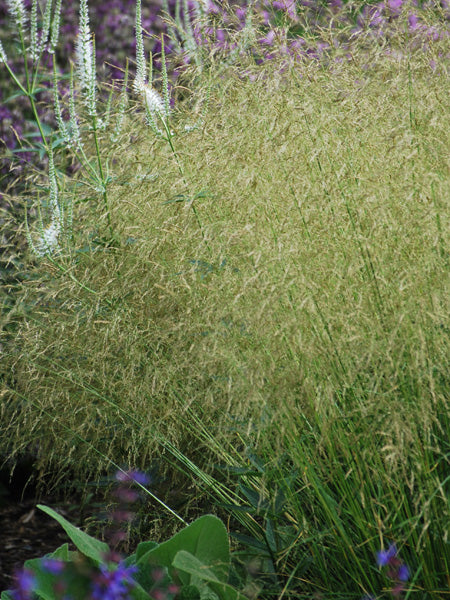 Deschampsia cespitosa (Tufted Hair Grass)
