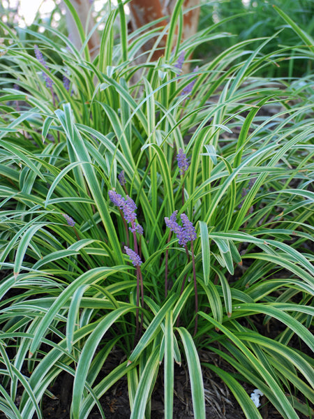 Liriope muscari 'Variegata' (Variegated Lilyturf)